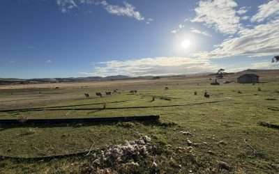 Belgrove Distillery and the Kismet of open vat, wild Tasmanian yeast.