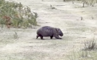 The Terrifying Tasmanian Wombat Encounter.