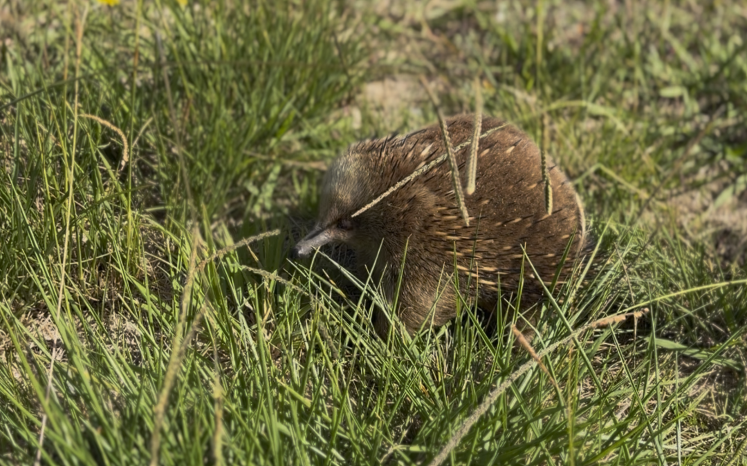 Tasmanian Echidna. Fuzzy, pointy bowling balls.