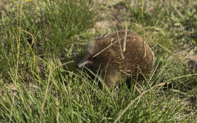 Tasmanian Echidna. Fuzzy, pointy bowling balls.